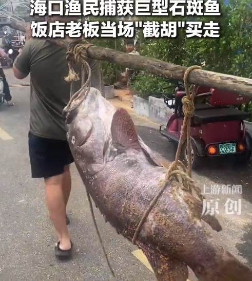 益配资 渔民捕获225斤巨型石斑鱼 当事人回应